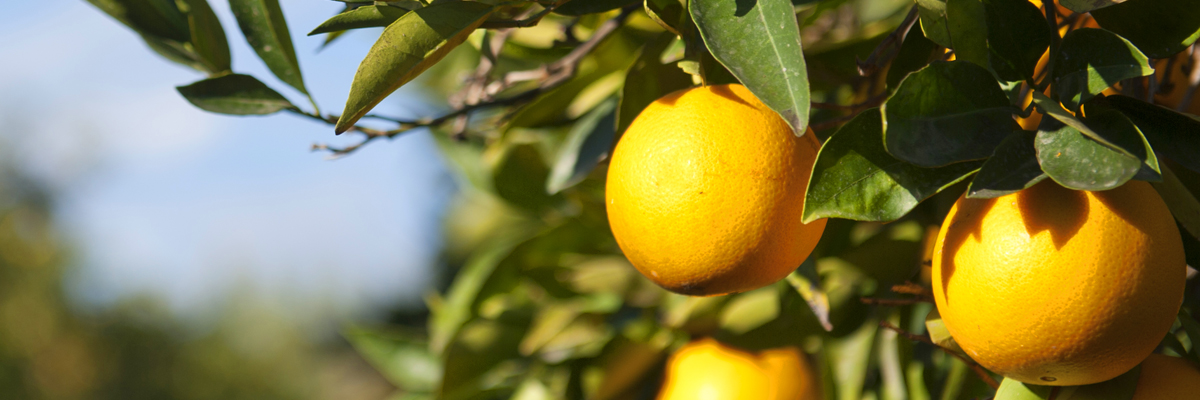 FACAA oranges